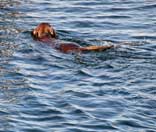 Personen-Such-Hund