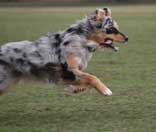 Hund beim Sport - Sch�ferhund