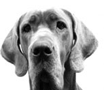 Platz 7: Der deutsche Dogge