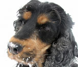 Platz 9: Der English Cocker Spaniel