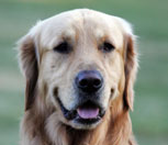 Platz 5: Der Golden Retriever
