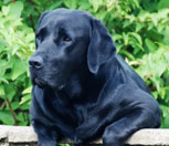 Platz 5: Der Labrador Retriever