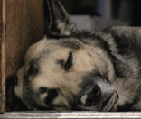 Tierpensionen f�r den Hund