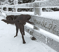 Hunde.de Winter-Button