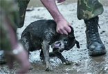 Hundequ�lerei in Rum�nien - ETN und Ador helfen 