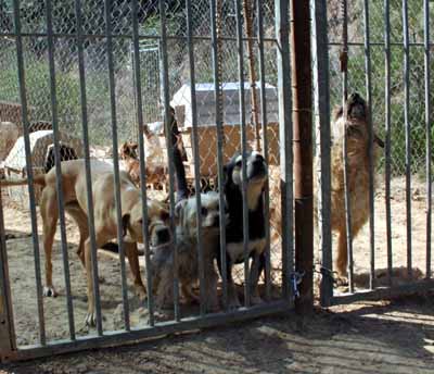 Tiere in Spanien e.V.