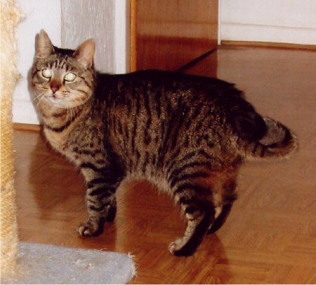 Tierheime Details Katzen.de