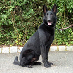 8_1178713912_2005-07_Rocky_schwarz_neu.jpg