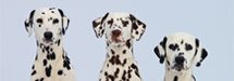 Hunde.de - News Hunde.de - News