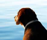 Günstige Haftpflichtversicherungen Haftpflicht für den Hund