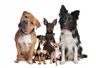 Hunde.de, Hunde-Shop "Was ist denn hier los?"
