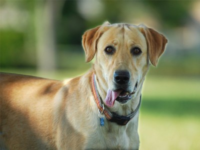 Hunde.de - Tierische Helden