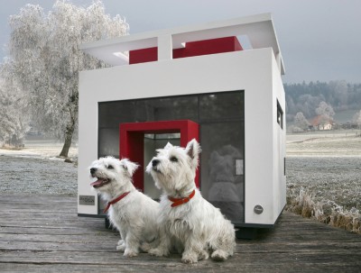 Hunde_Dogs Dreamhome