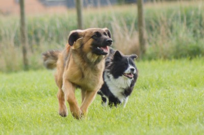 Hundetraining mit Peter Herberth