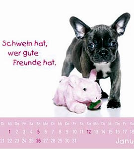 Kleine Freunde - Hunde 2014