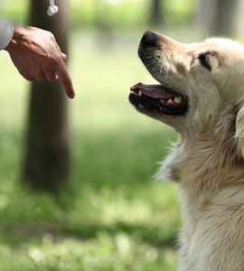 allgemeine Grundlagen beim Hund