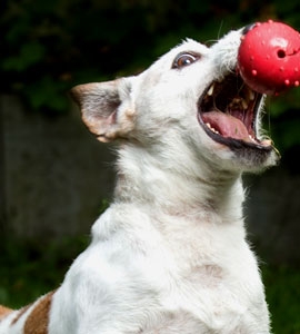 Sport und Spiele fr den Hund