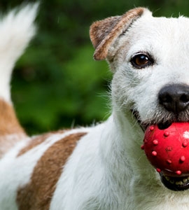 Die besten Tricks bei der Hundehaltung