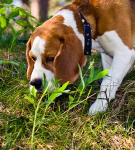 Jagdhund nimmt Witterung auf