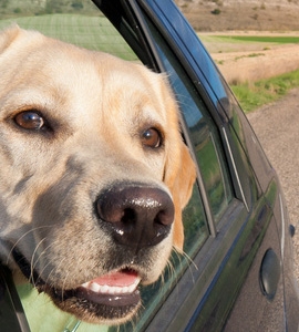 Urlaub mit dem Auto und Hund