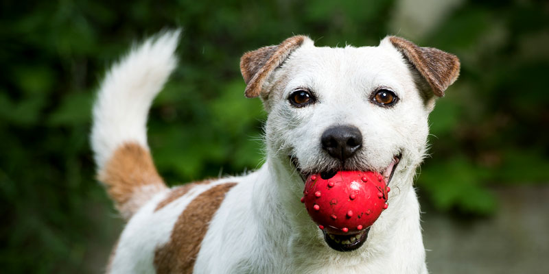 Die besten Tricks bei der Hundehaltung 