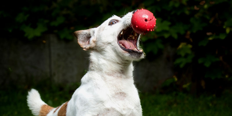 Hundesport fr Bewegung und Fitness 