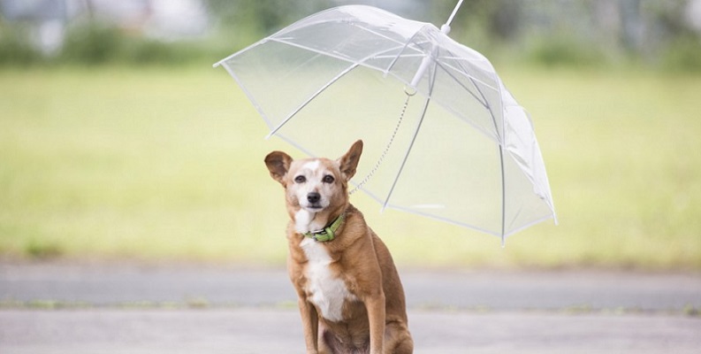 Hundesteuer