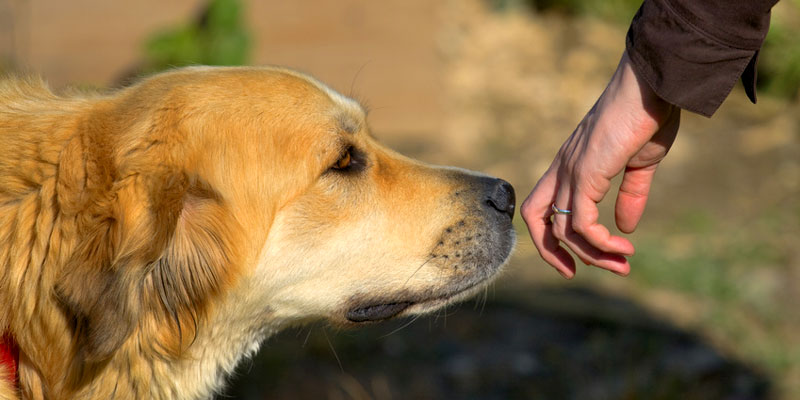 Hund gefunden - was nun