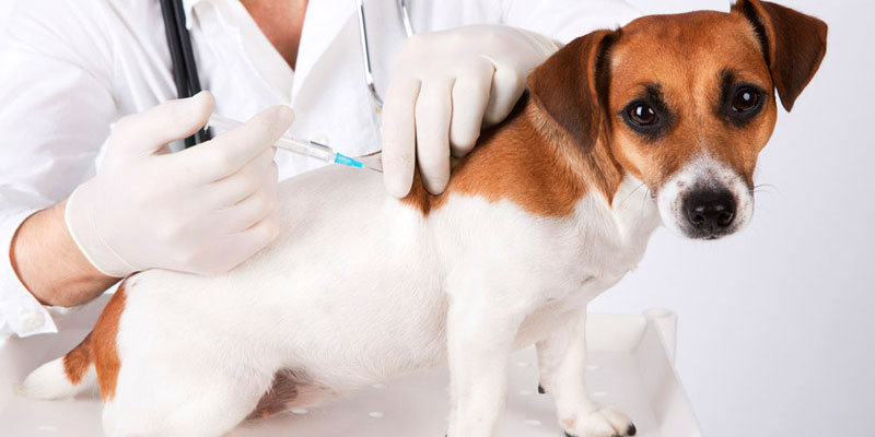 Impfbestimmungen beim Hund