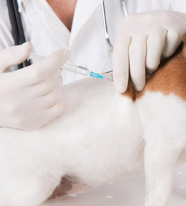 Impfbestimmungen für den Hund