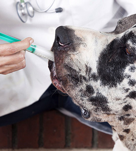 Tierarzt für Hunde