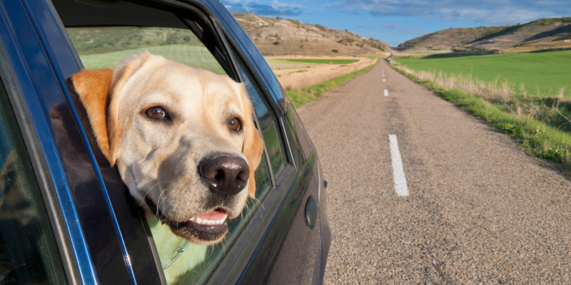 Mit dem Hund im Auto