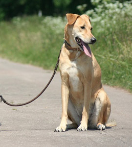 Hund am Fahrrad