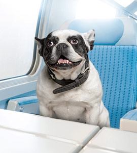 Hund im Zug