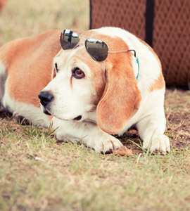 Was muss ich mit meinem Hund im Ausland beachten?