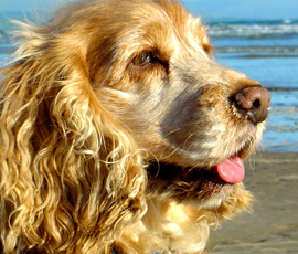 English Cocker Spaniel