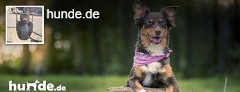 Hunde.de auf Faccebook
