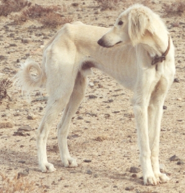 (1) - Hunderasse: Mittelasiatischer Tazi, Bildquelle: Jan Eduard