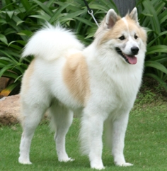 (1) - Hunderasse: Thai Bangkaew Dog, Bildquelle: Torpido th.wikipedia