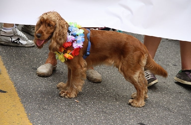(1) - Hunderasse: English Cocker Spaniel, Bildquelle: G.dallorto, A 
