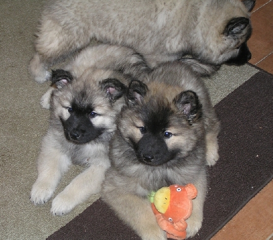 (1) - Hunderasse: Eurasier, Bildquelle: Ekta, Puppies van de Eurasier, 8 weken oud
