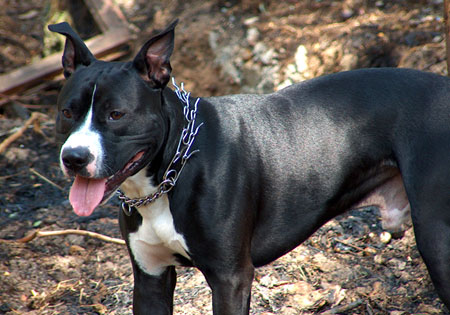 (3) - Hunderasse: American Pit Bull Terrier, Bildquelle: sxc.hu