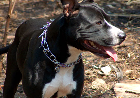 (2) - Hunderasse: American Pit Bull Terrier, Bildquelle: sxc.hu