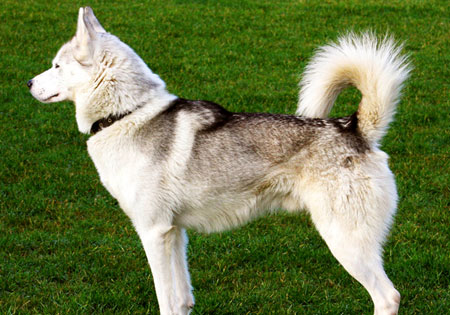 (2) - Hunderasse: Siberian Husky, Bildquelle: sxc.hu