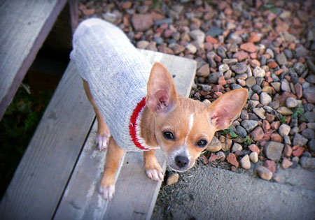 (5) - Hunderasse: Chihuahua, Bildquelle: sxc.hu