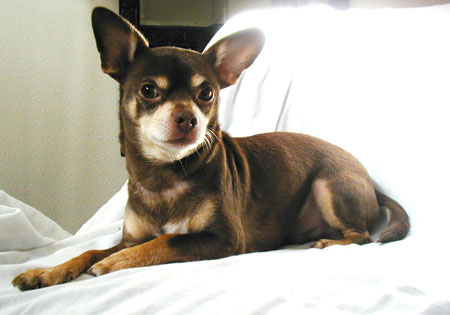 (2) - Hunderasse: Chihuahua, Bildquelle: sxc.hu
