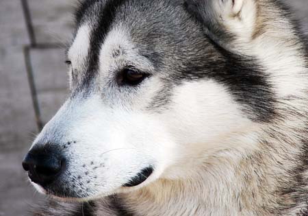 (5) - Hunderasse: Alaskan Malamute, Bildquelle: sxc.hu