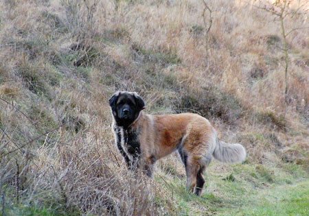 (1) - Hunderasse: Germanischer Bärenhund, Bildquelle: Wikimedia Commons / Public Domain