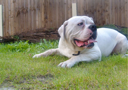 (4) - Hunderasse: American Bulldog, Bildquelle: Wikimedia Commons / Public Domain