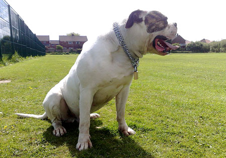 (3) - Hunderasse: American Bulldog, Bildquelle: Wikimedia Commons / Public Domain